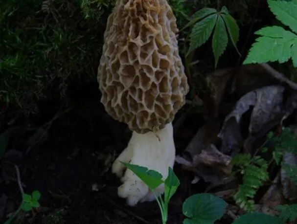 Świeża fasola bób i duszone kurki z białą rybą