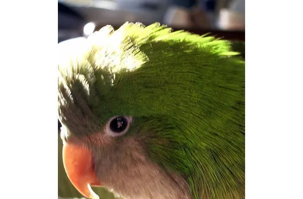 Piklowany lub marynowany imbir